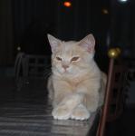 Testimonial-Etienne Devroux